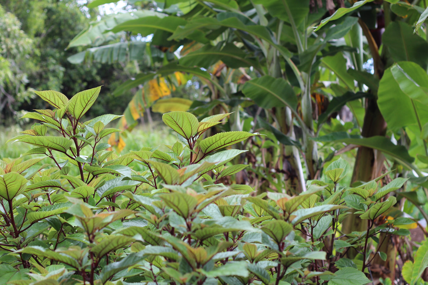 mamaki tea plant