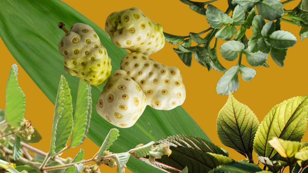 5 Healing Plants of Hawaiʻi to Grow at Home