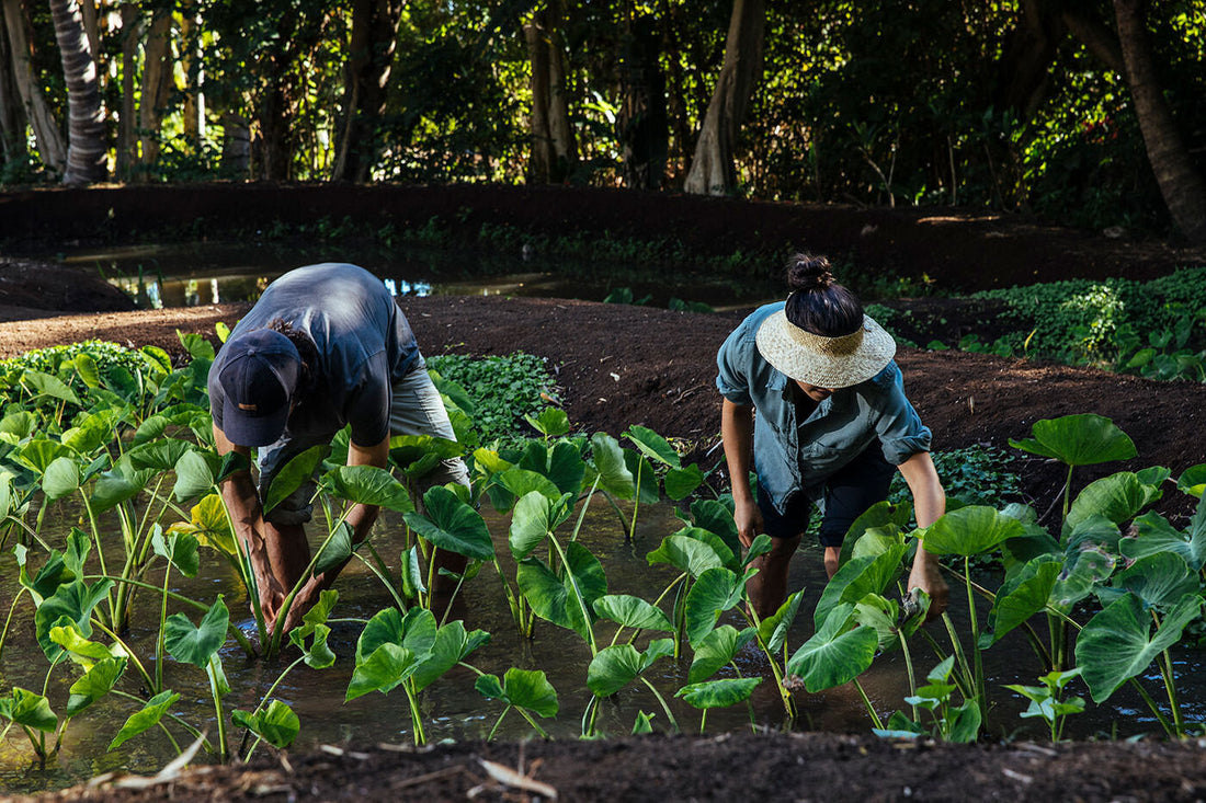 How We Farm