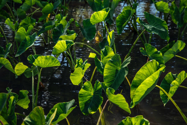 4 Reasons to Love Nā Wai ʻEhā