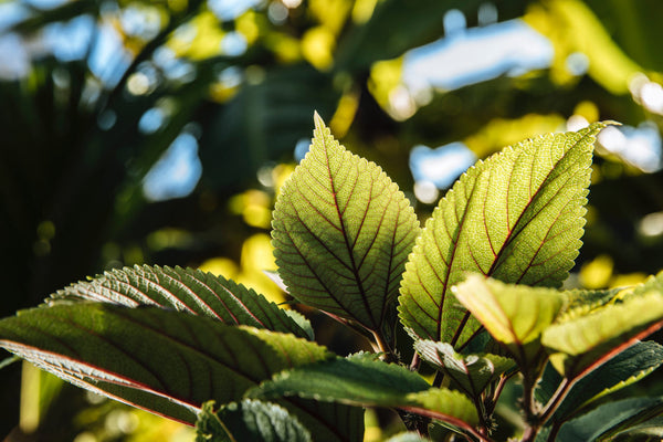 Health Benefits of Māmaki