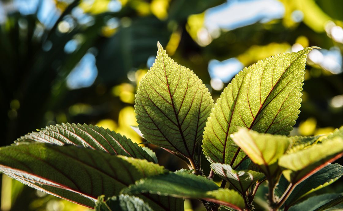 Health Benefits of Māmaki