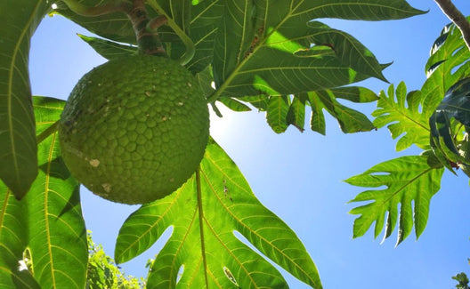 Debunking ʻĀina Myths