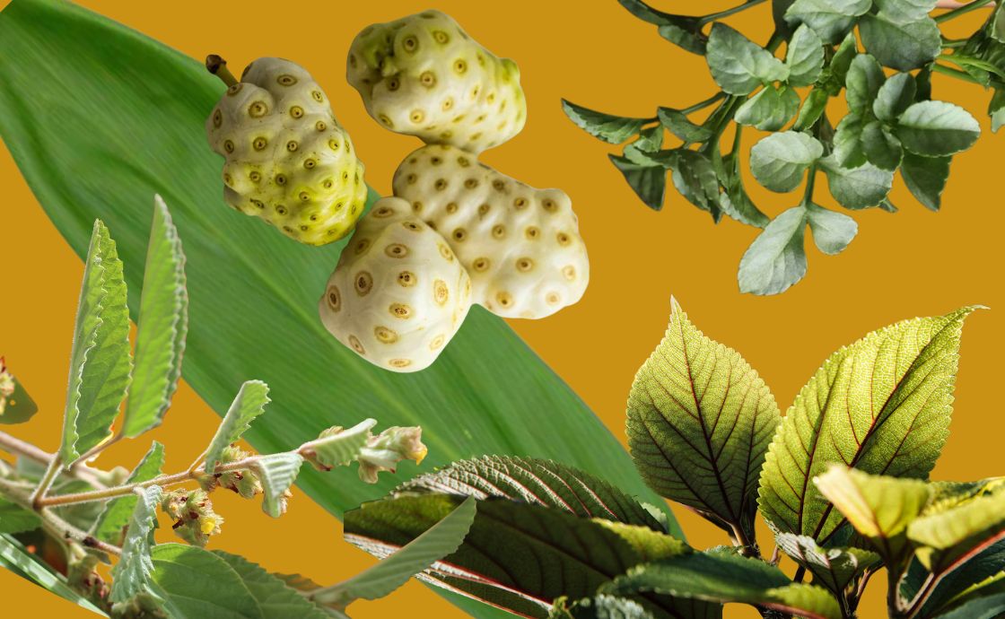 Healing Plants of Hawaii