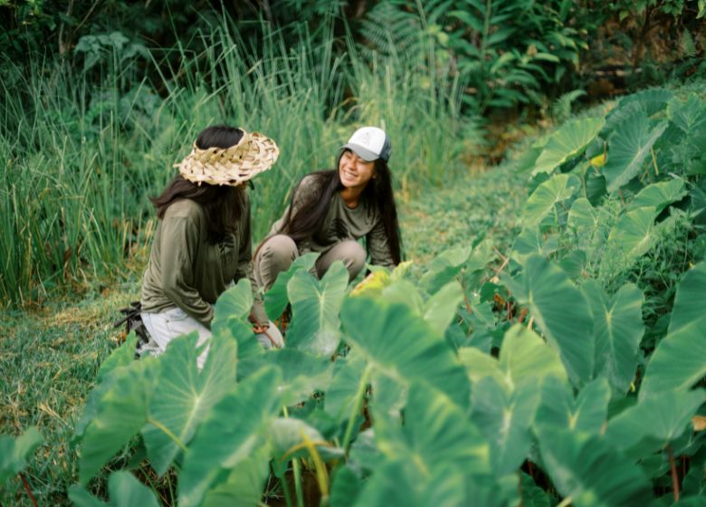 ʻUhaloa growing at Polipoli Farms