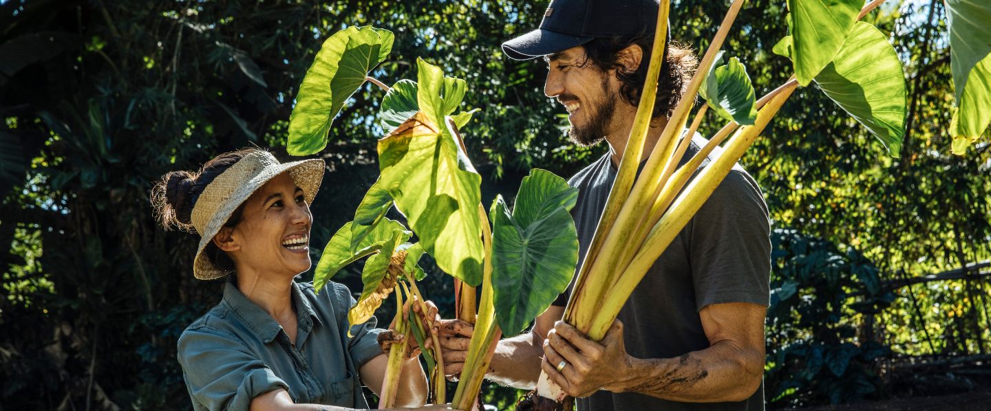 Regenerative farmers in Waiehu, Maui grow taro in a loʻi kalo