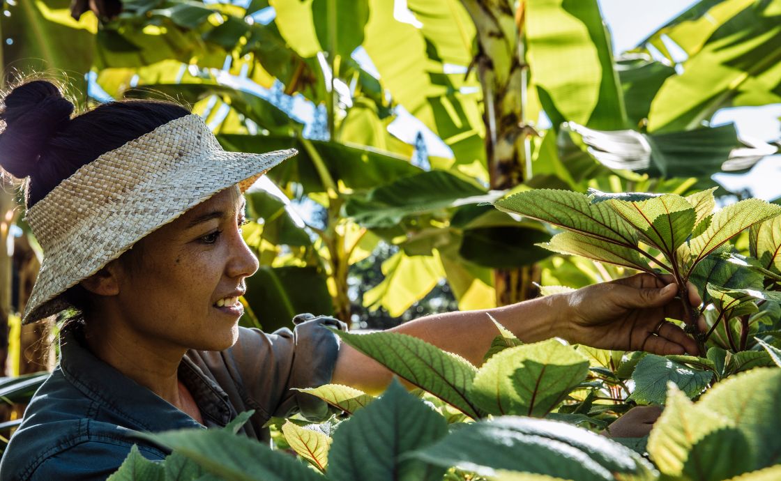 Harvesting mamaki at Polipoli Farms