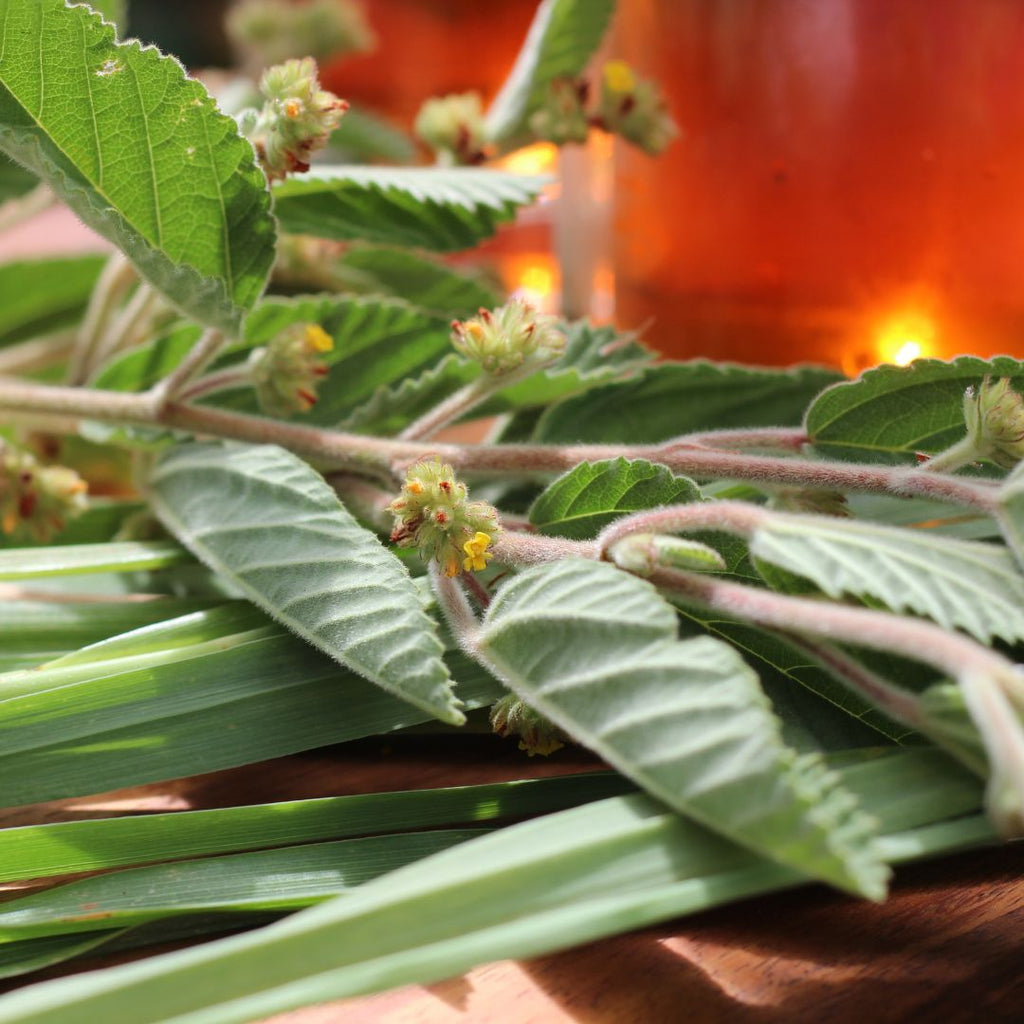 Hawaiian Iced Tea - ʻUhaloa and Lemongrass