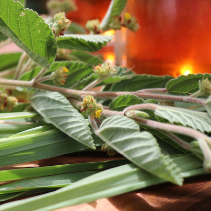 3 Pack - Hawaiian Iced Tea - ʻUhaloa and Lemongrass