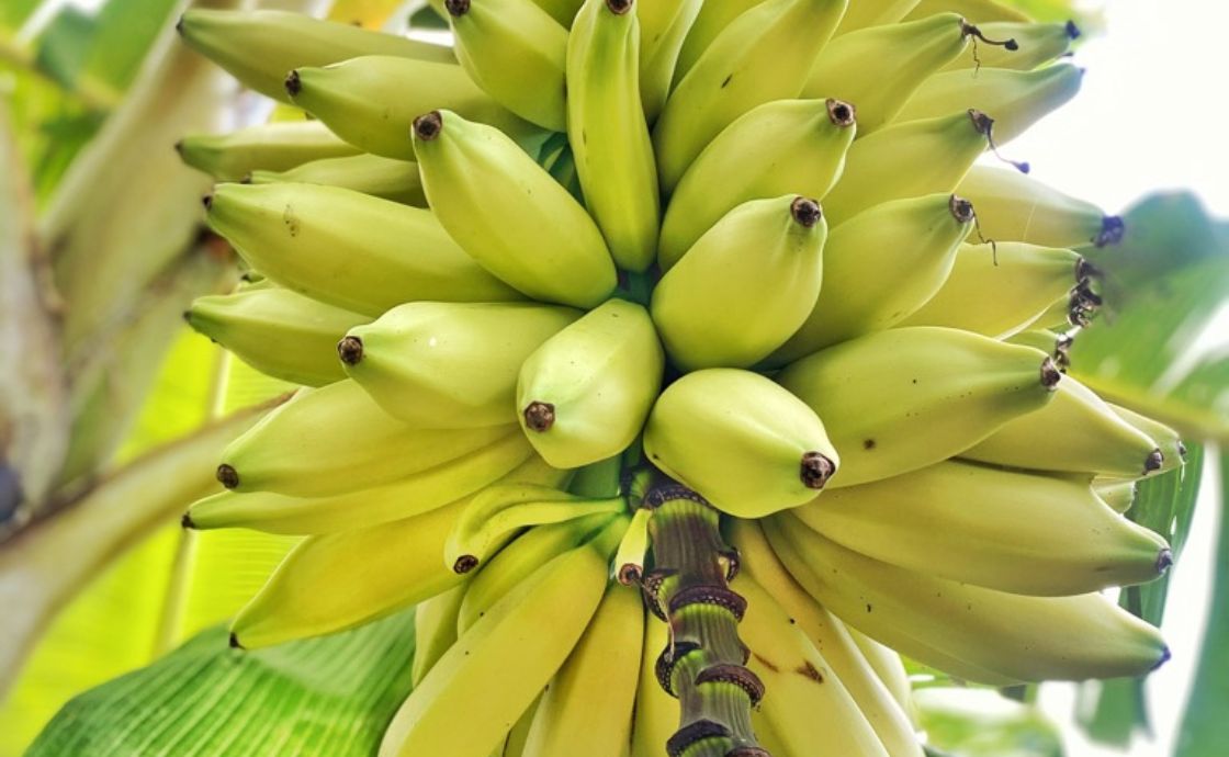 hawaiian banana at polipoli farms