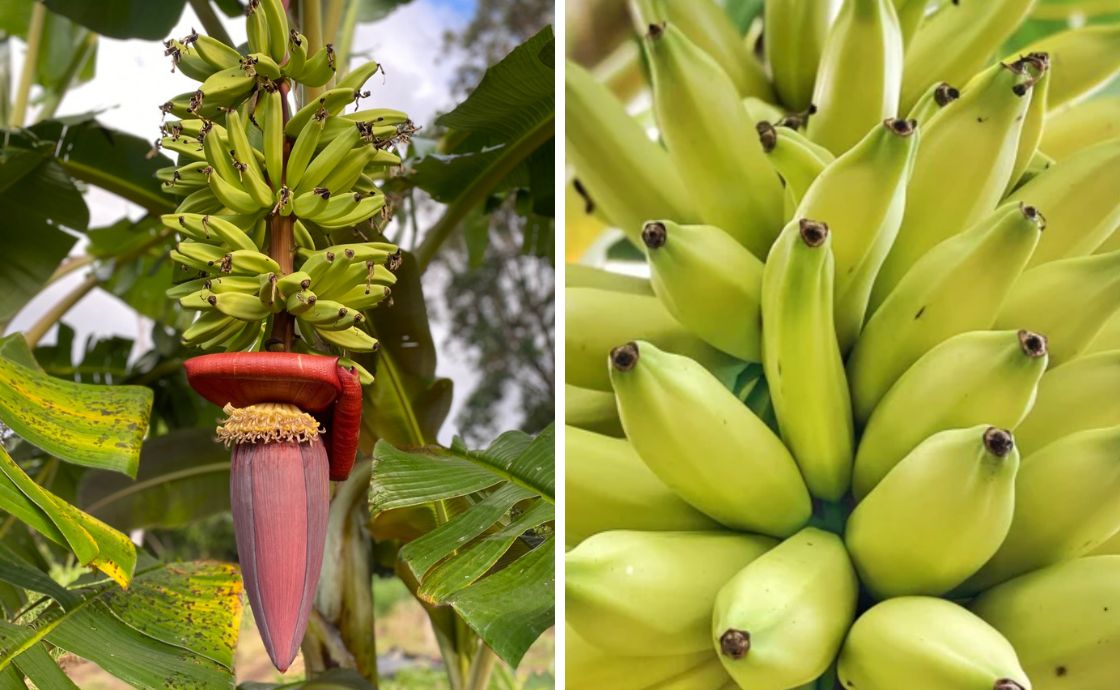 iholena banana at Polipoli Farms