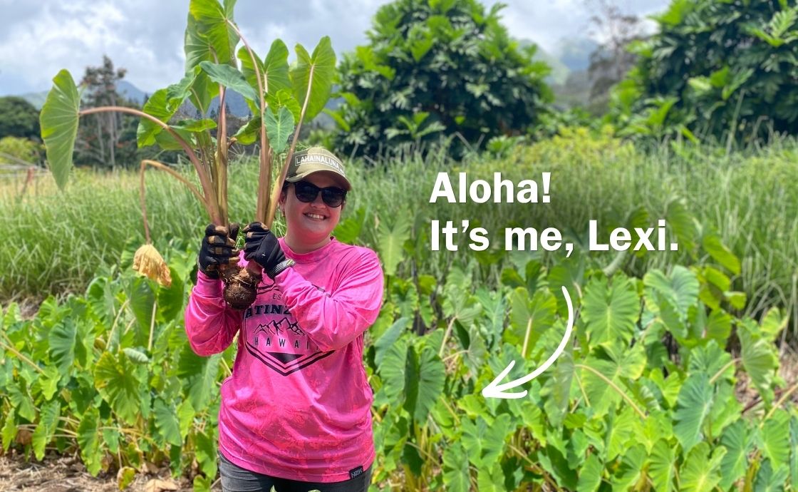 Polipoli Farms crew member harvesting kalo