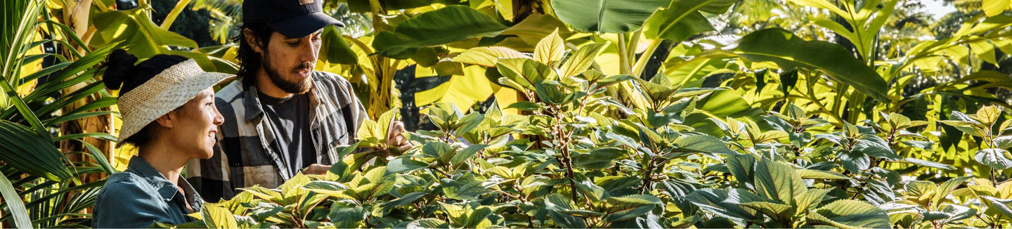 People relaxing outdoors in lush greenery while sharing glasses of tea.