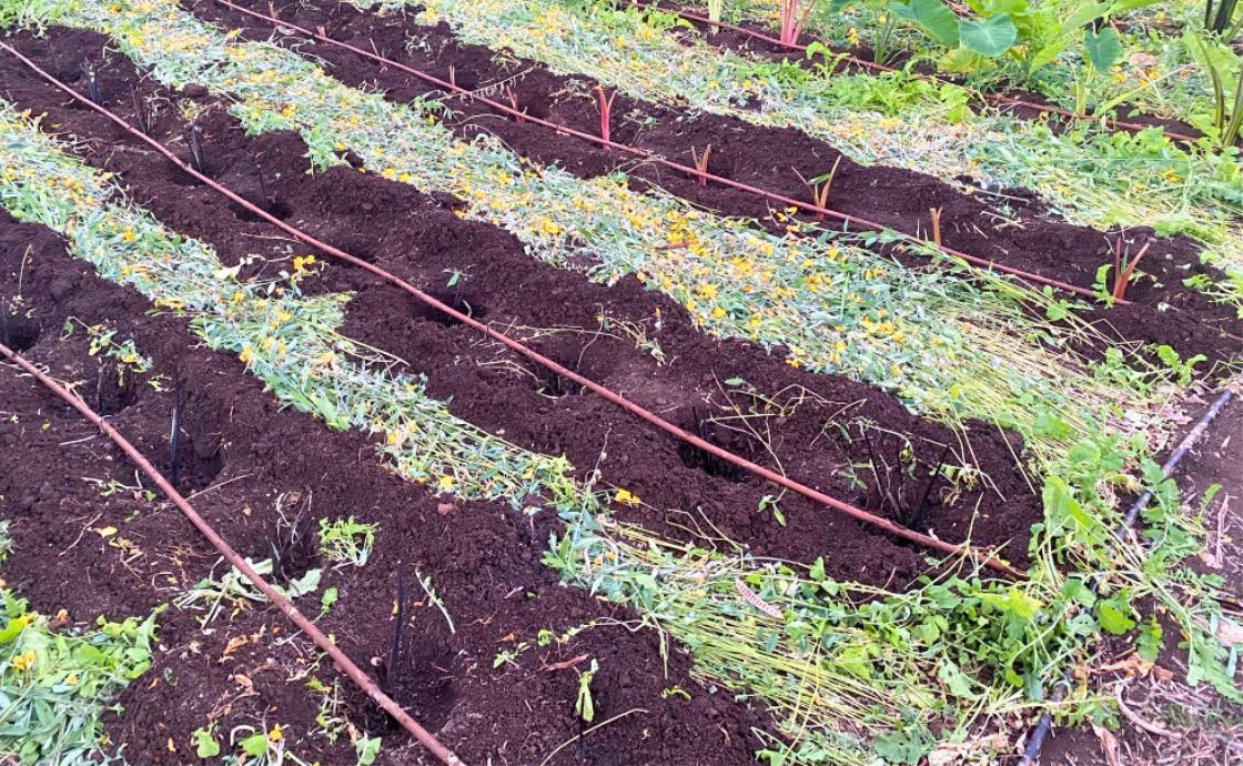 cover cropping at Polipoli Farms
