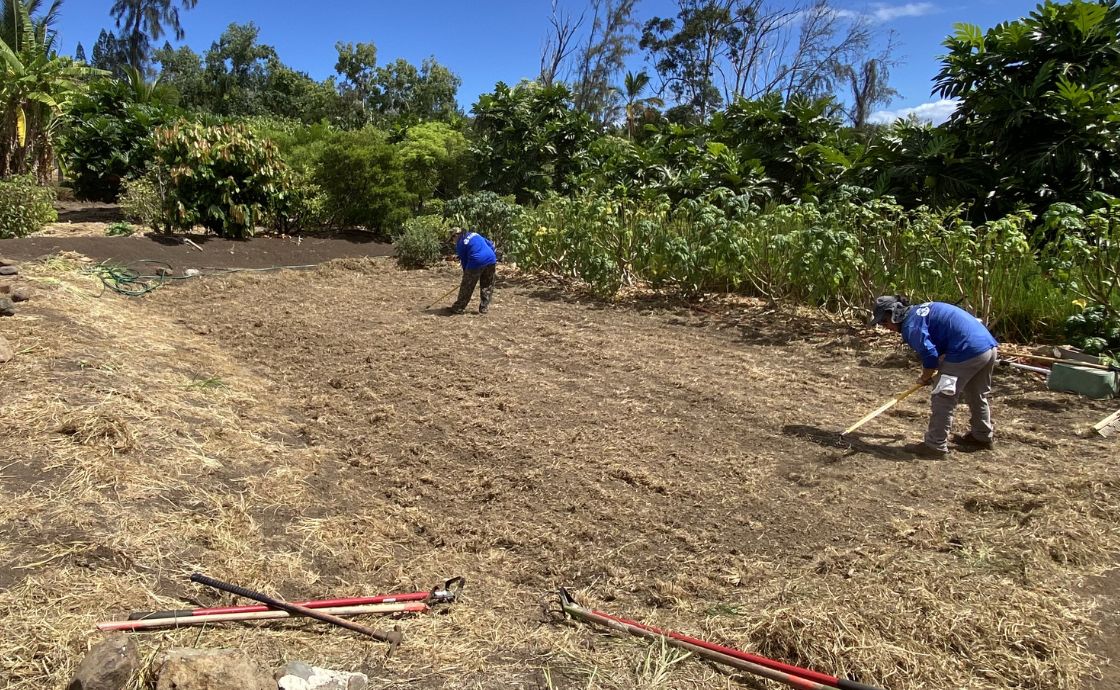 farming on maui