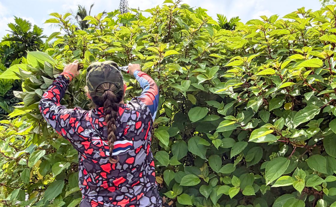 Polipoli Farms crew member harvesting mamaki
