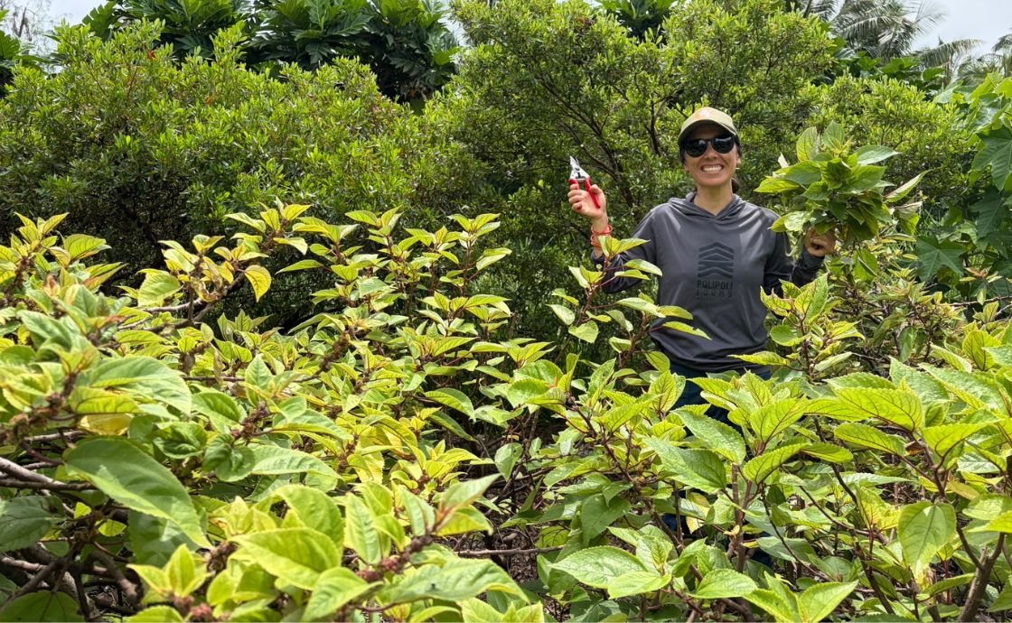 mamaki in agroforest at Polipoli Farms on Maui