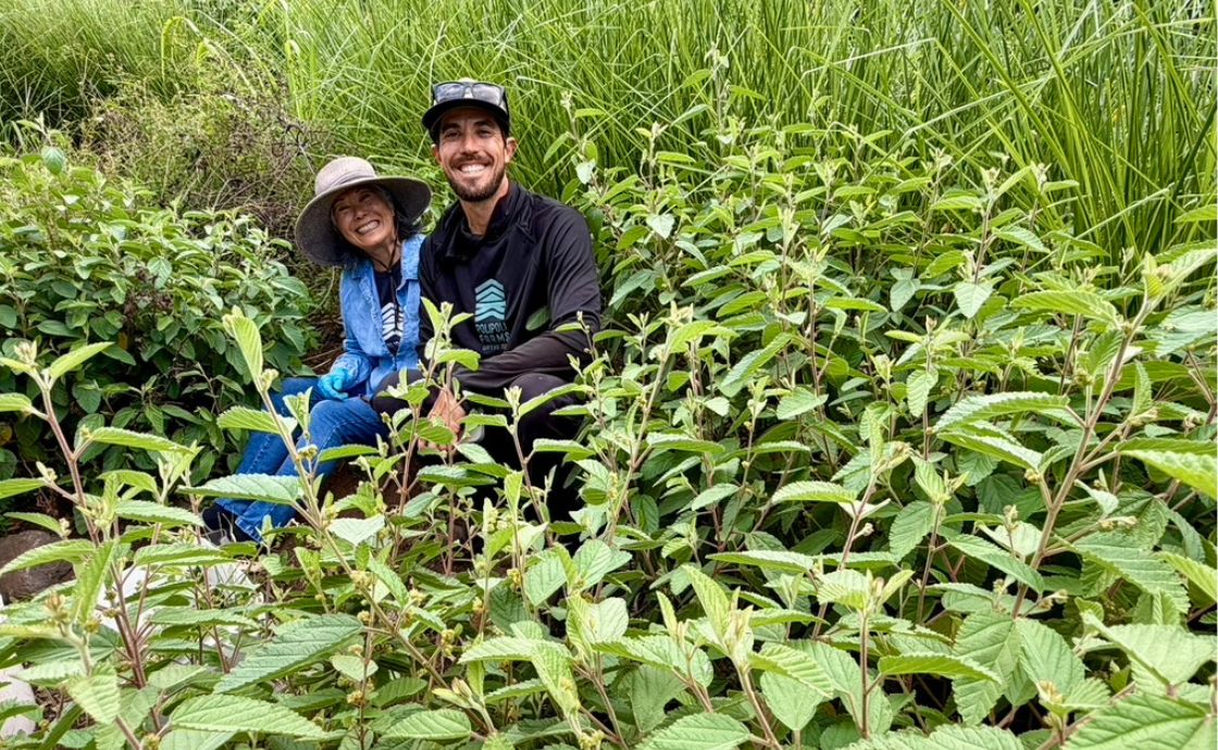 Harvesting uhaloa at Polipoli Farms on Maui
