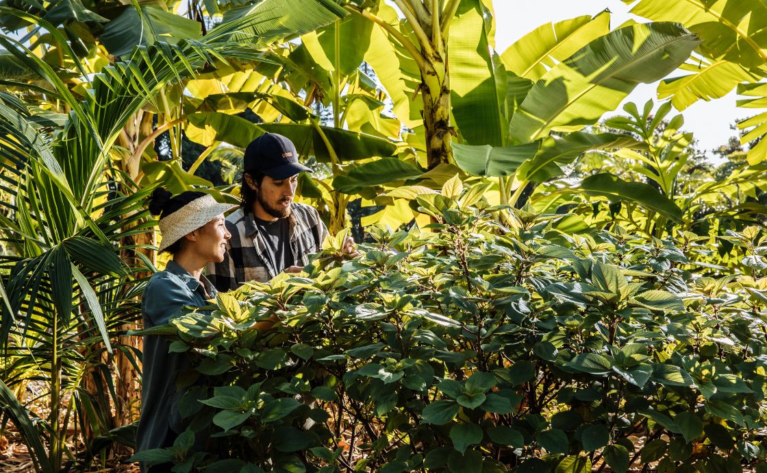 Regenerative agroforest at Polipoli Farms