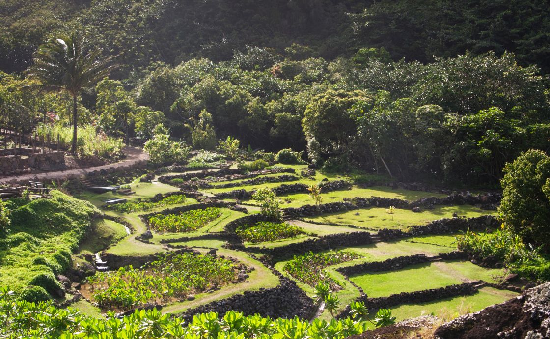 Indigenous growing practice of loi kalo and food forests