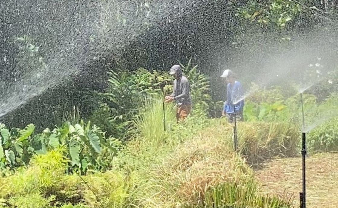 Brad checking irrigation at Polipoli Farms
