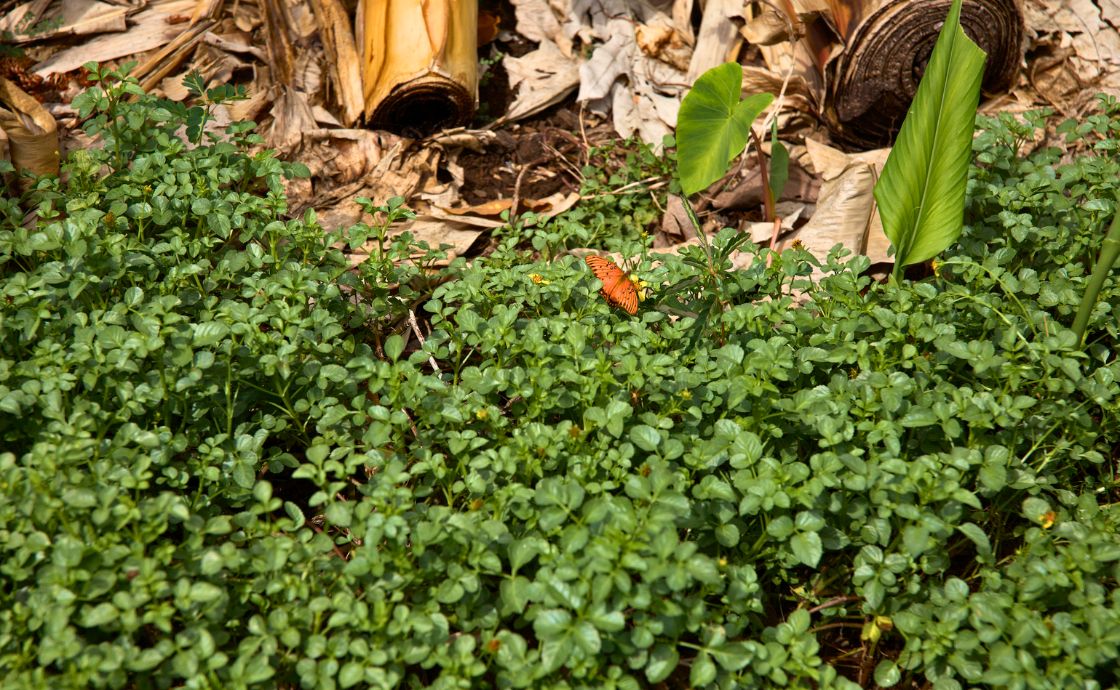 kookoolau at Polipoli Farms on Maui