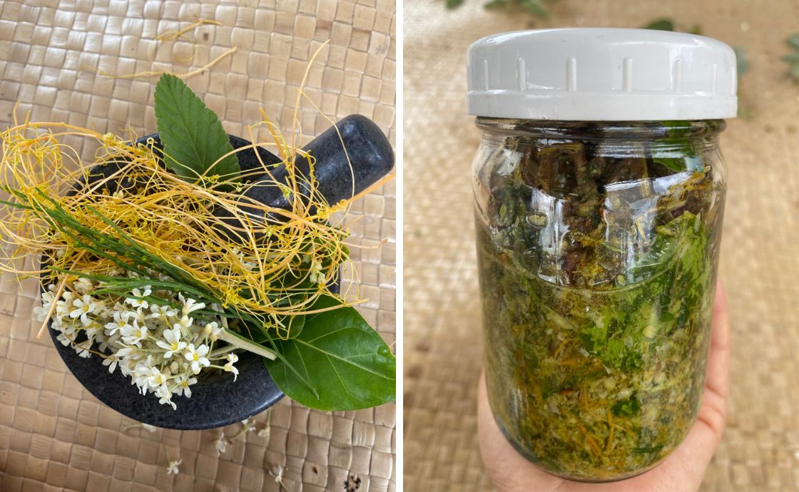 Laau lapaau Hawaiian plant healing