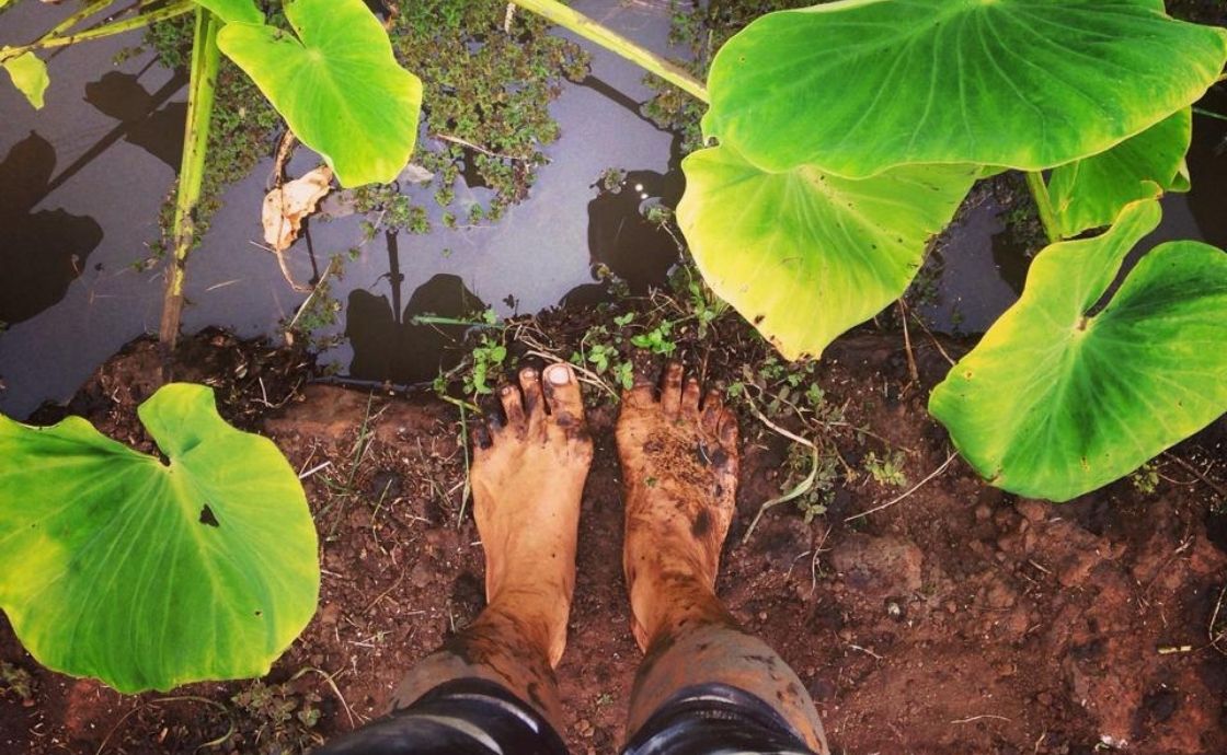 loi kalo at Polipoli Farms
