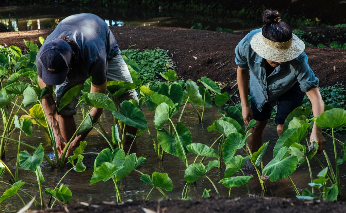 Loi kalo at Polipoli Farms