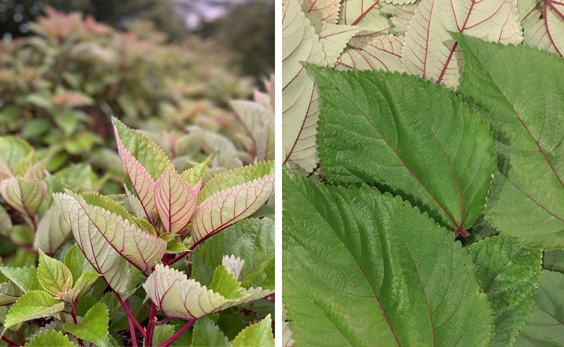 mamaki leaves at Polipoli Farms