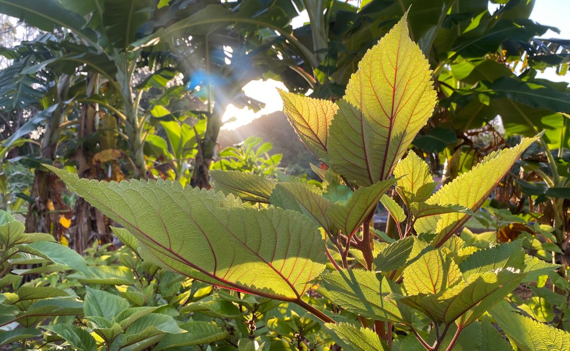 Sun on mamaki leaf at Polipoli Farms