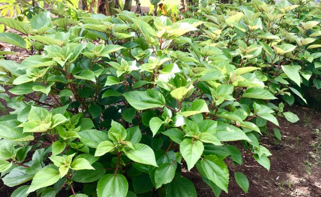 Mamaki shrub growing on Polipoli Farms in Maui