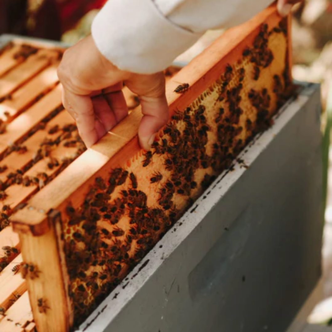 Polipoli Farms Tea x Kapuna Farms Honey Gift Set