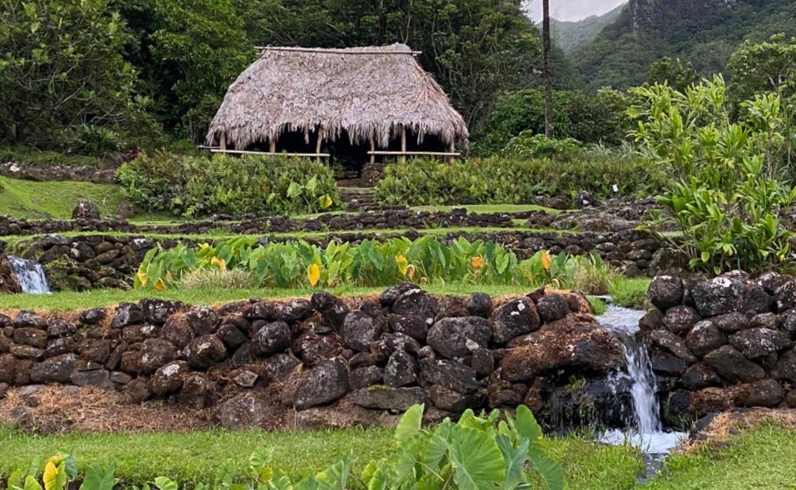 Native Hawaiian farming