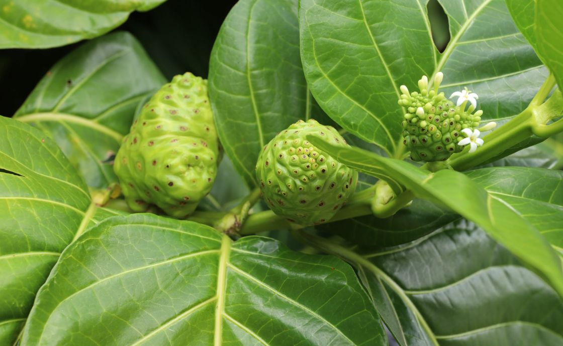 noni at Polipoli Farms on Maui