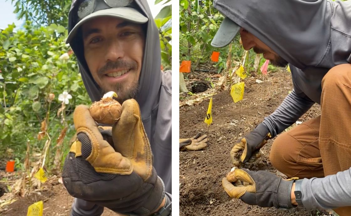 Brad planting pia at Polipoli Farms on Maui