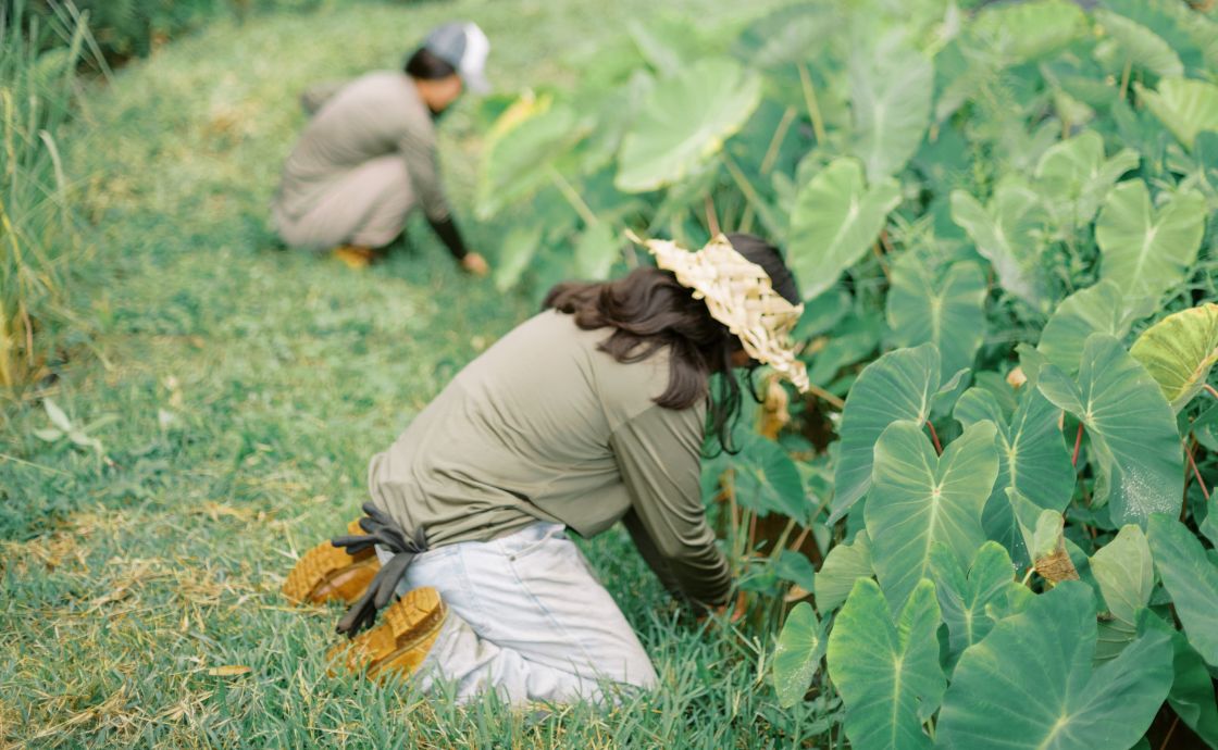 Polipoli Farms crew member tending to kalo