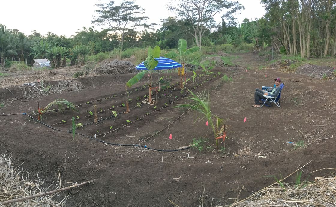 Uncovering kalo terraces at Polipoli Farms