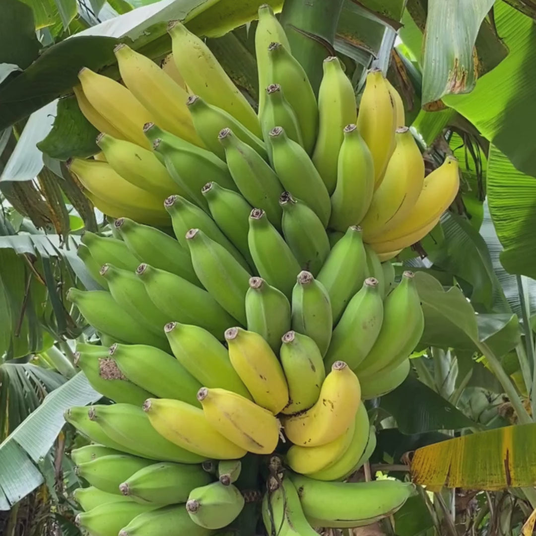 12 Pack - Chewy Bananas - Made with Apple Bananas in Hawaii