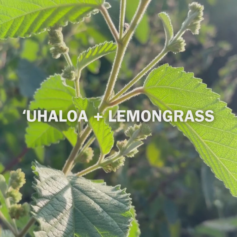 ʻUhaloa and Lemongrass Tea - 10 Tea Bags