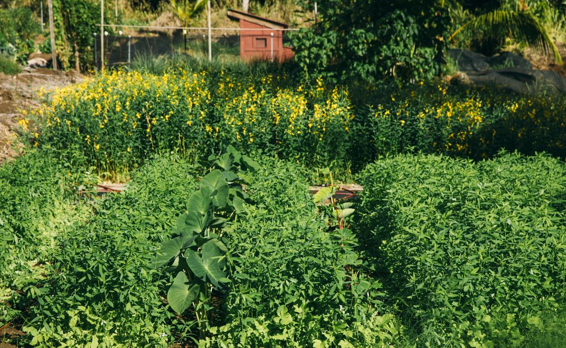 Regenerative farm on Maui