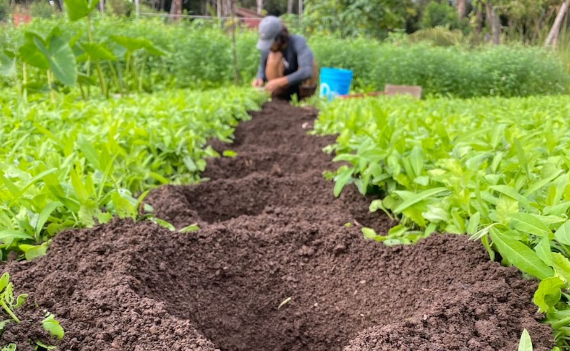 soil building at Polipoli Farms