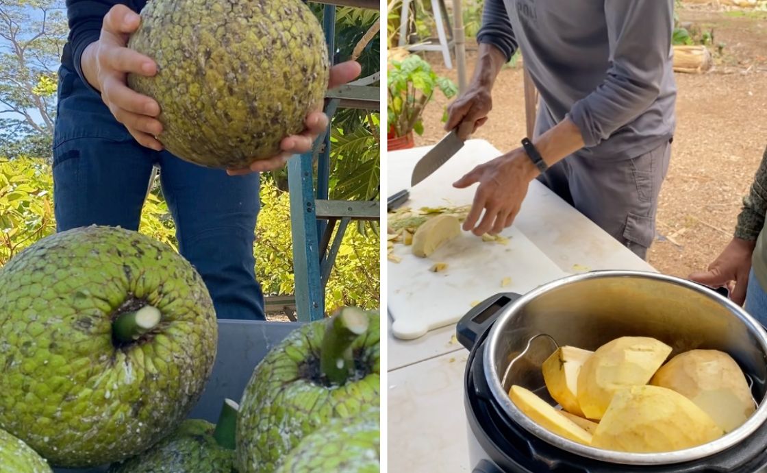 steaming ʻulu breadfruit