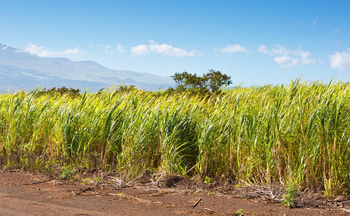 Sugar cane growing on Maui
