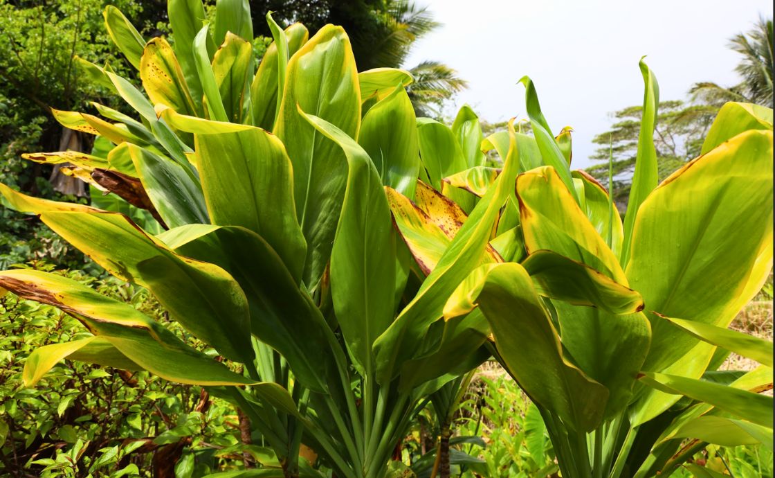 ti leaf at Polipoli Farms on Maui