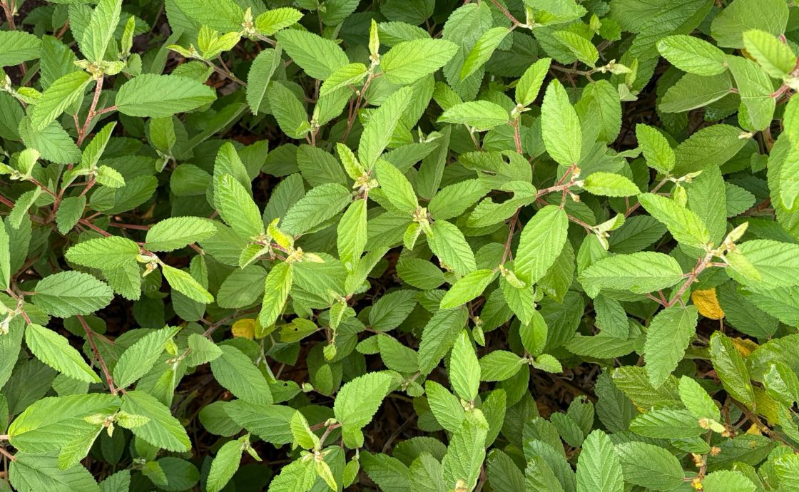 Uhaloa hedge at Polipoli Farms on Maui