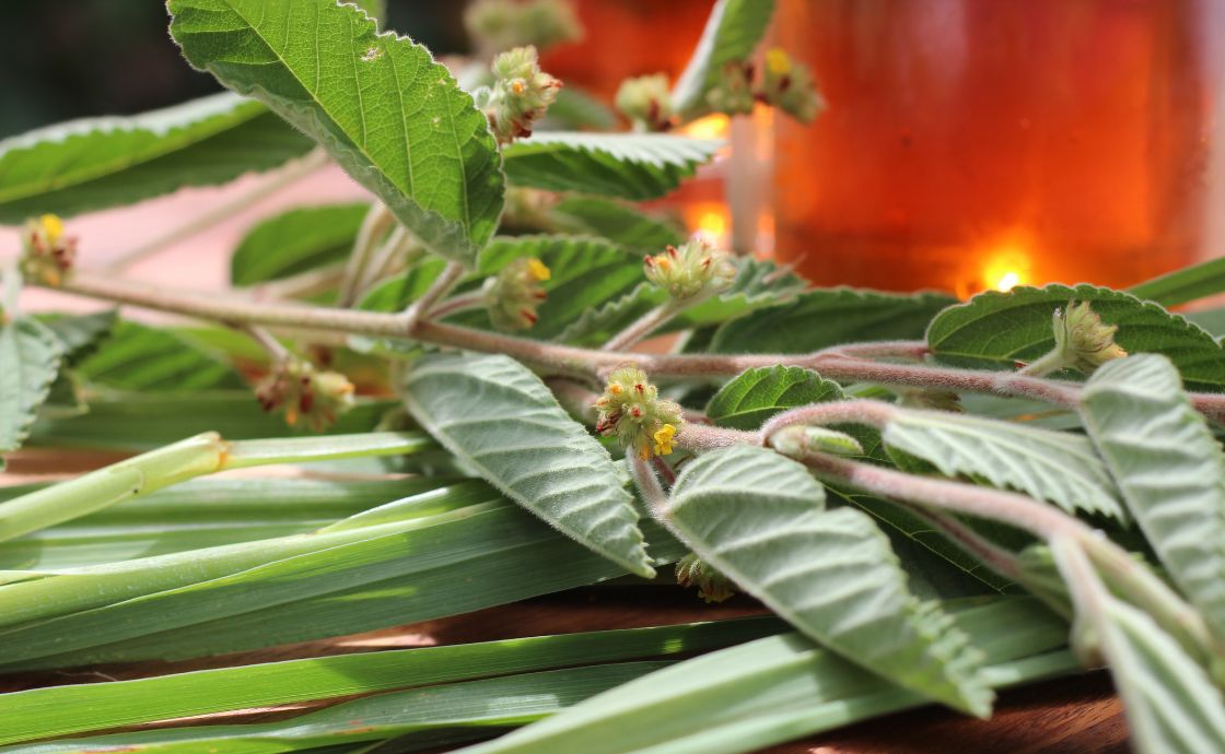 Close up of ʻuhaloa and lemongrass tea