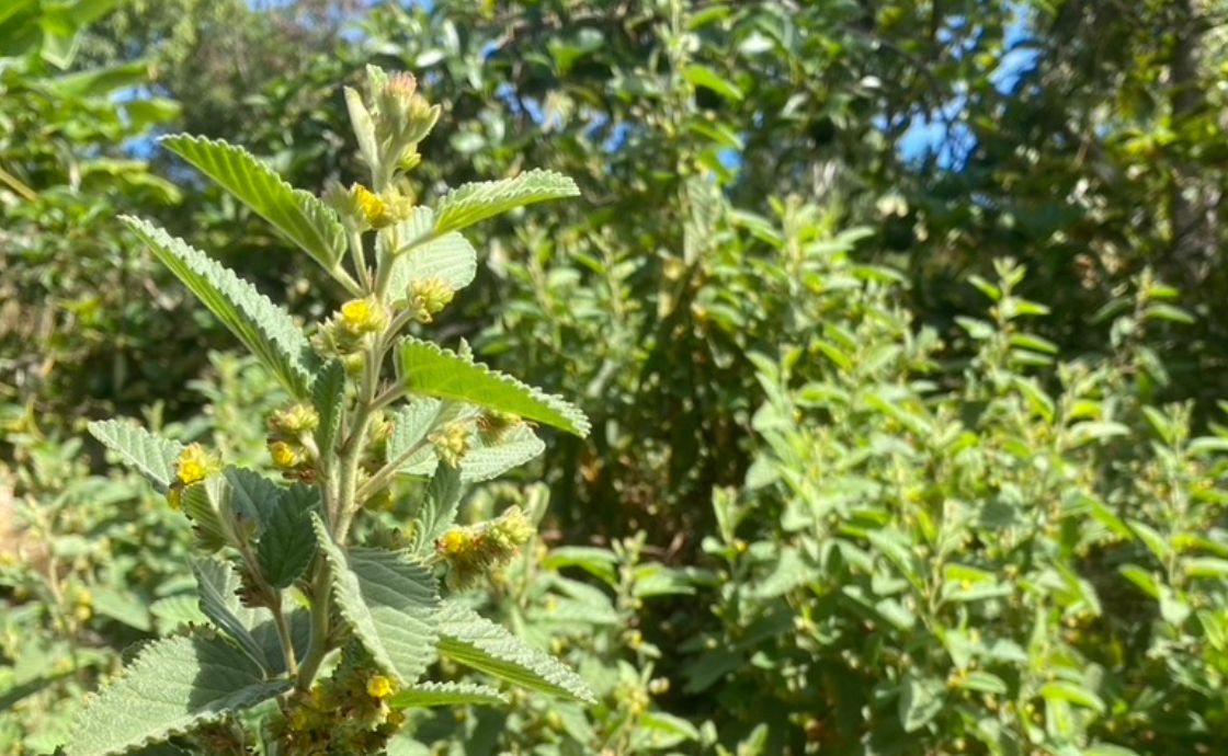 Uhaloa growing in regenerative agroforest at Polipoli Farms on Maui