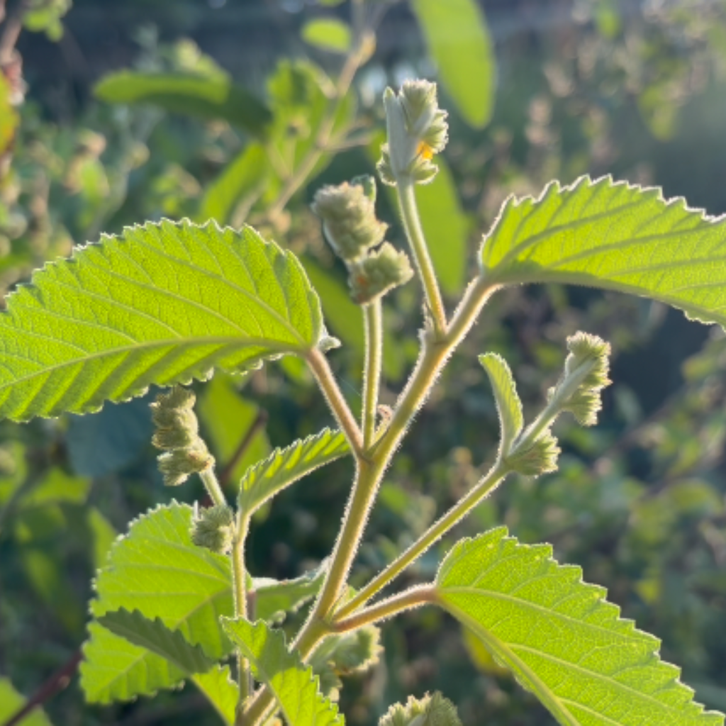 BRAND NEW - ʻUhaloa Loose Leaf