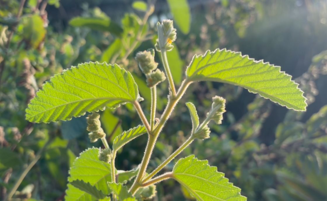 Close up of ʻuhaloa plant growing on Polipoli Farms in Maui